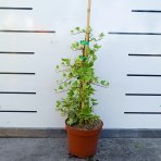 Brečtan popínavý (Hedera helix) ‘YELLOW RIPPLE’® - výška 20-40 cm, kont. C2L